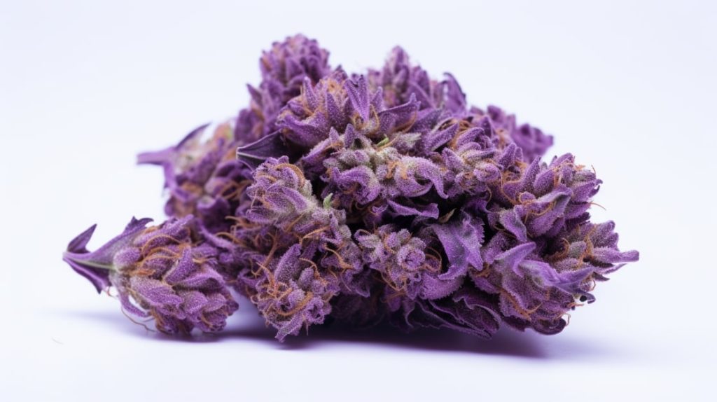 Purple crip strain on a white background